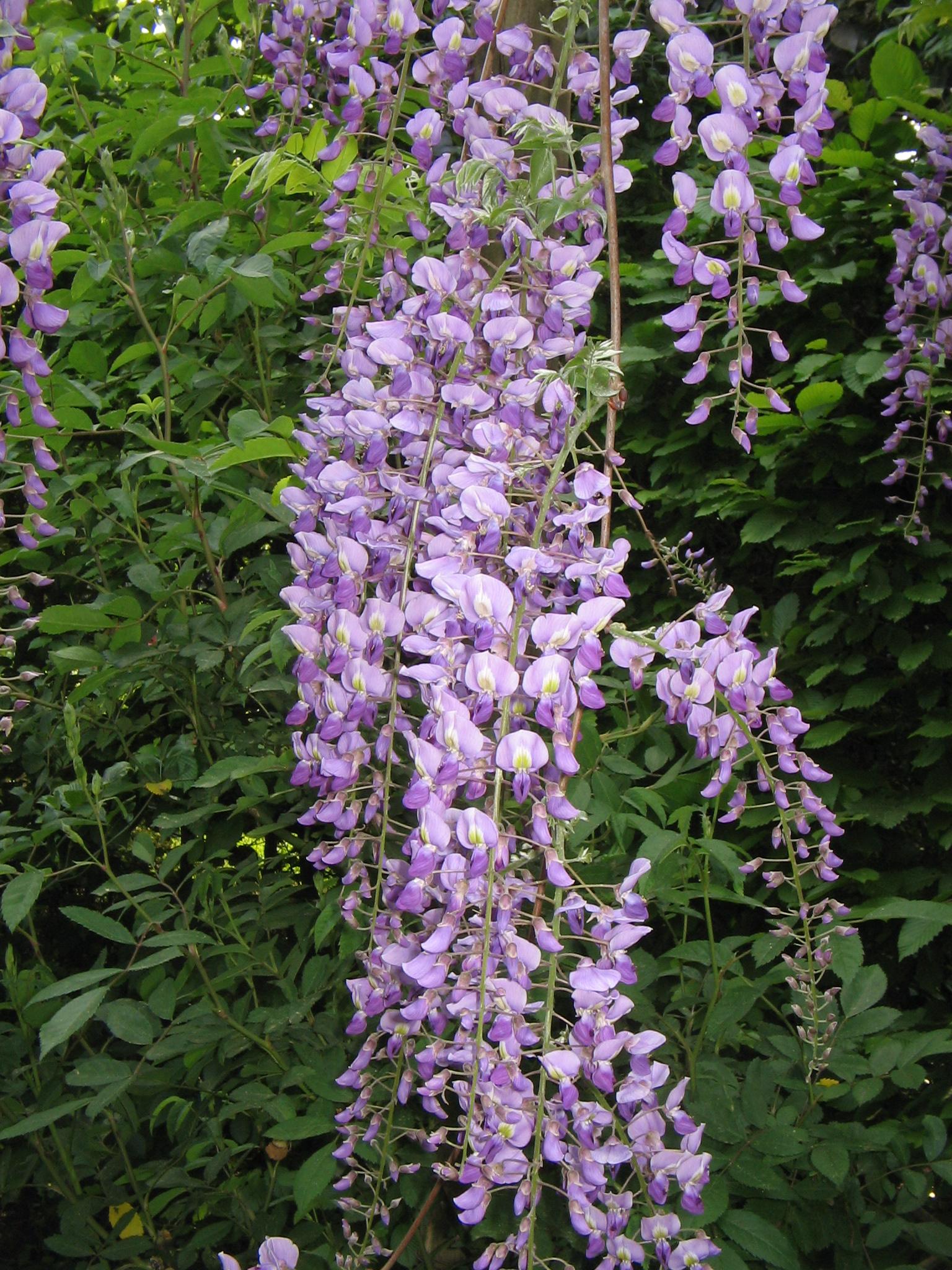 light-purple flowers with yellow-white center, green leaves and stems