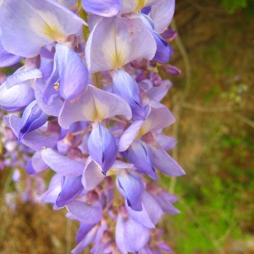 violet flowers with yellow-white center, purple buds, green leaves and olive stems