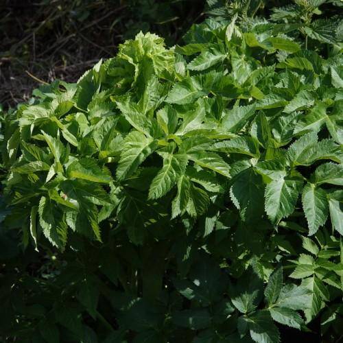 Deeply lobed dense green leaves with a pointed apex and serrated margin.