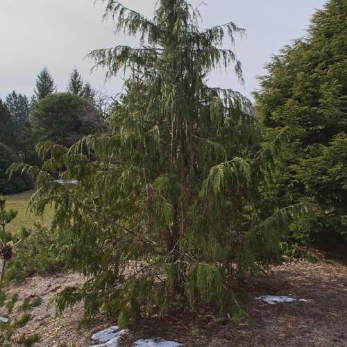 A small height tree with a brown trunk many green-brown branches that are full of green leaves.