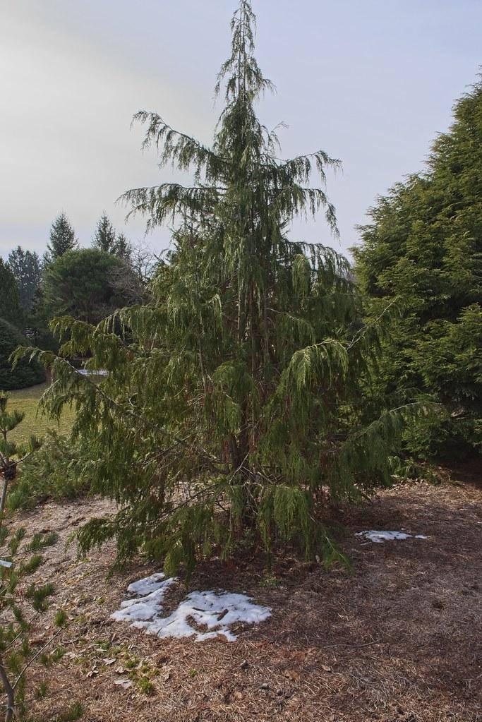 A small height tree with a brown trunk many green-brown branches that are full of green leaves.