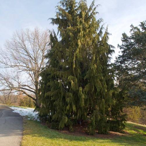 A tree with a brown trunk and multiple green branches that are full of green leaves.