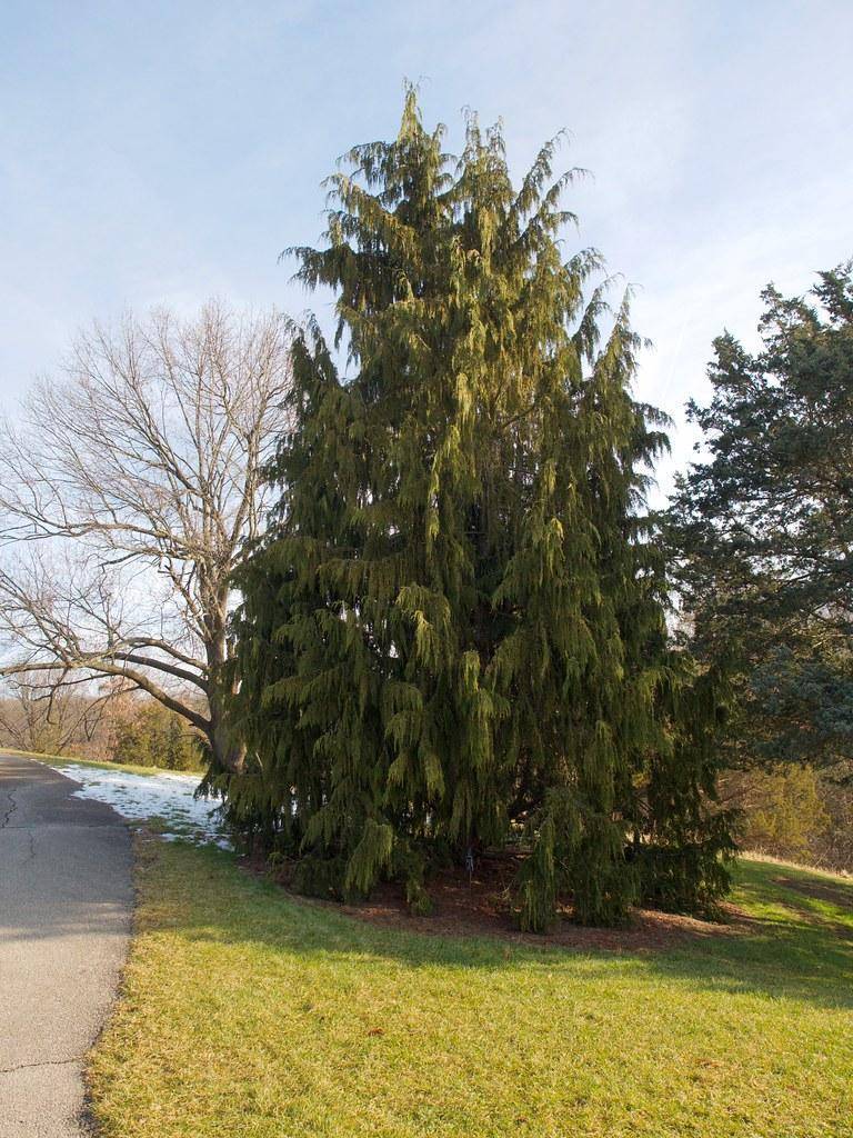 A tree with a brown trunk and multiple green branches that are full of green leaves.