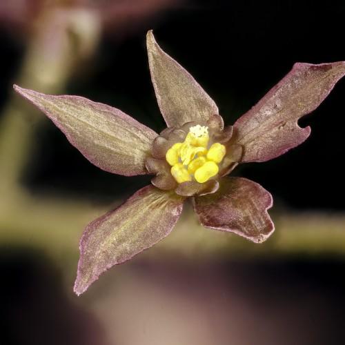 olive-burgundy flower with yellow center