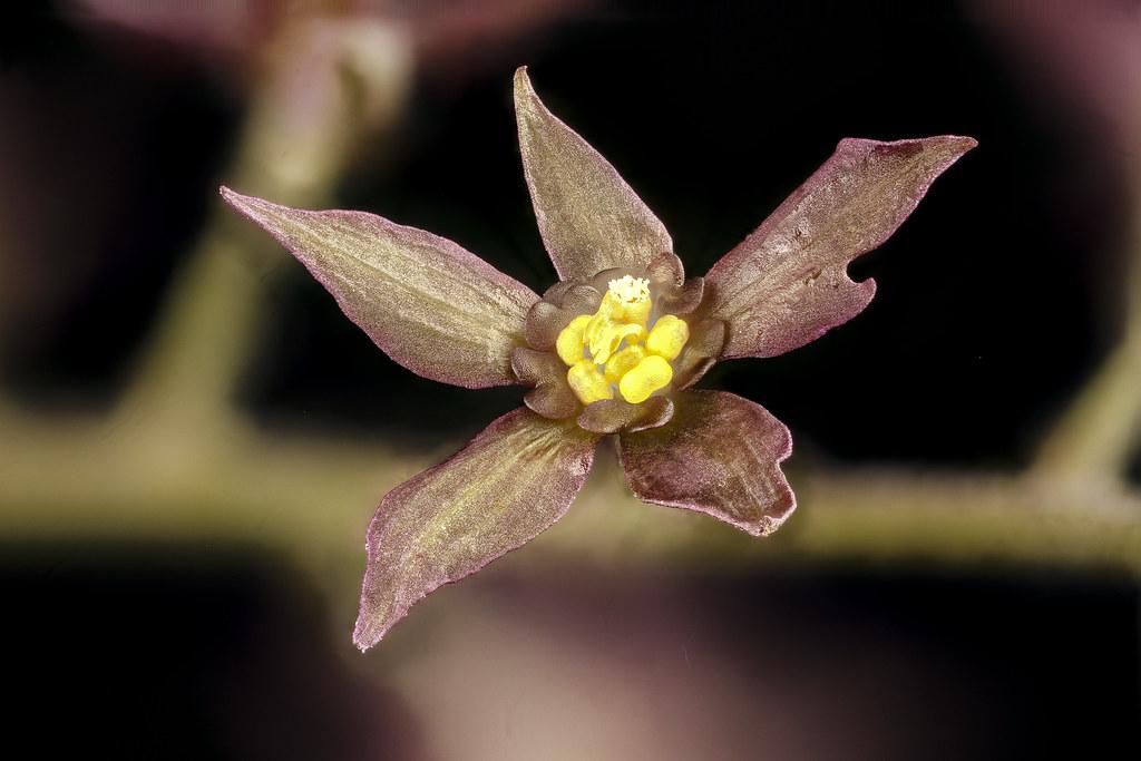 olive-burgundy flower with yellow center