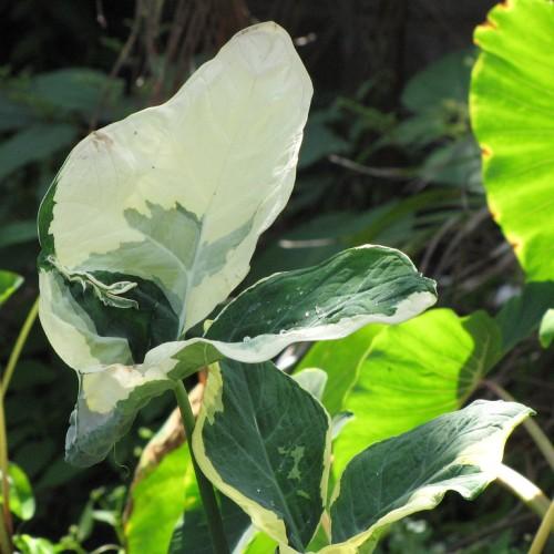 cream-green leaves and green stems