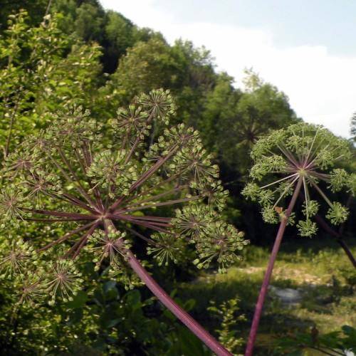 Dark green plant with purple-red stem and pink-purple-green flowers/buds and lobed green leaves.
