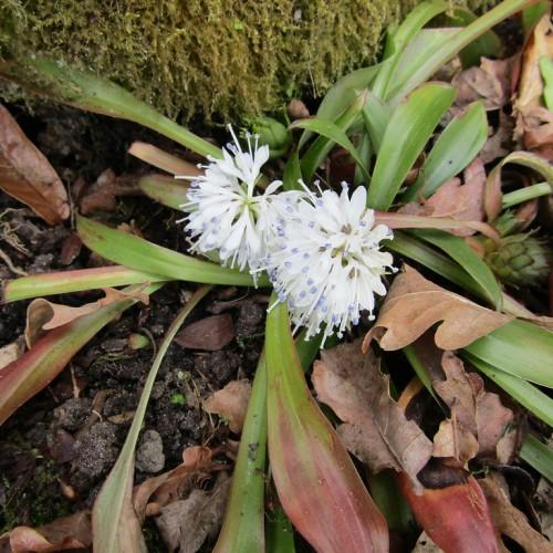 white flowers with light-blue anthers, white filaments and green-red leaves