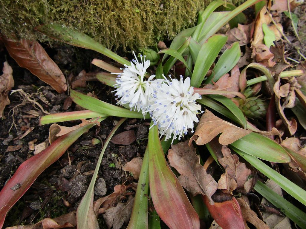 white flowers with light-blue anthers, white filaments and green-red leaves