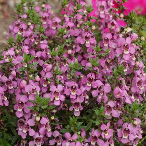 Spikes of purple-pink-white flowers with arctic lime-green buds and green leaves.