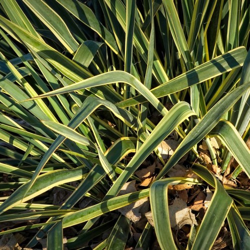 Green-yellow leaves.