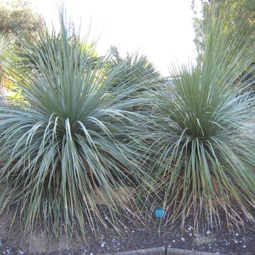 gray-green foliage
