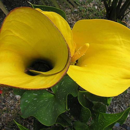 yellow flowers with yellow spadix, green leaves and stems
