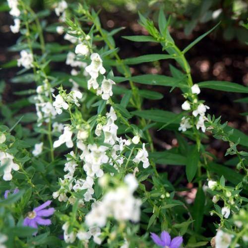 Green stems with spikes of purple-white flowers and green leaves.