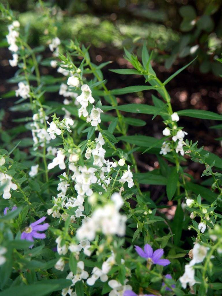 Green stems with spikes of purple-white flowers and green leaves.