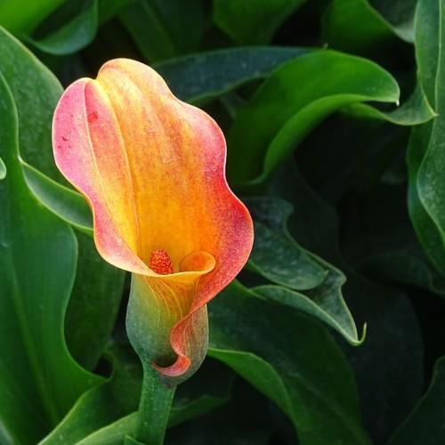 orange-pink flowers with orange spadix, green leaves and stems