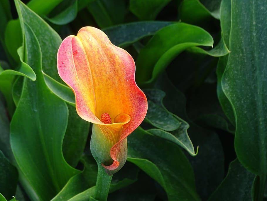 orange-pink flowers with orange spadix, green leaves and stems