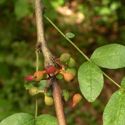 red-green fruits with green leaves, stems and brown branches