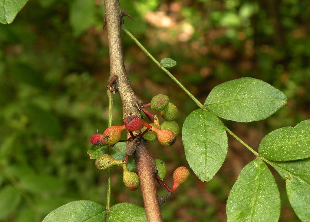 red-green fruits with green leaves, stems and brown branches