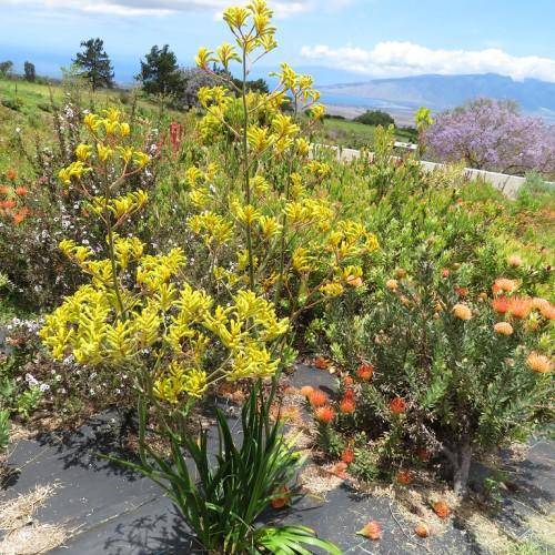 Plant with slender yellow-green stems and flowers in shades of yellow-orange-green leaves at base.