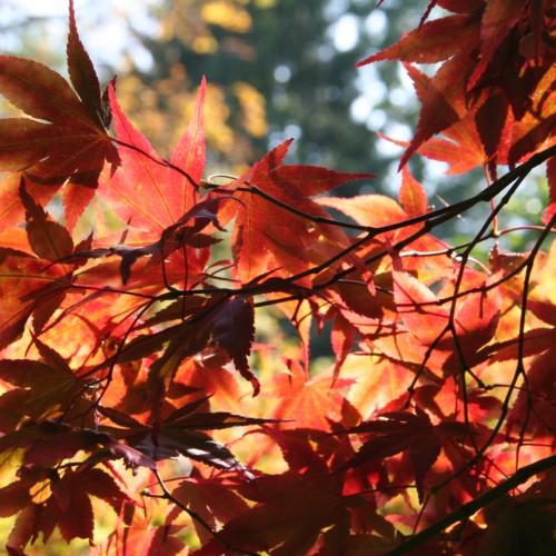 Beautiful red-orange leaves, on dark brown branches of a tree.