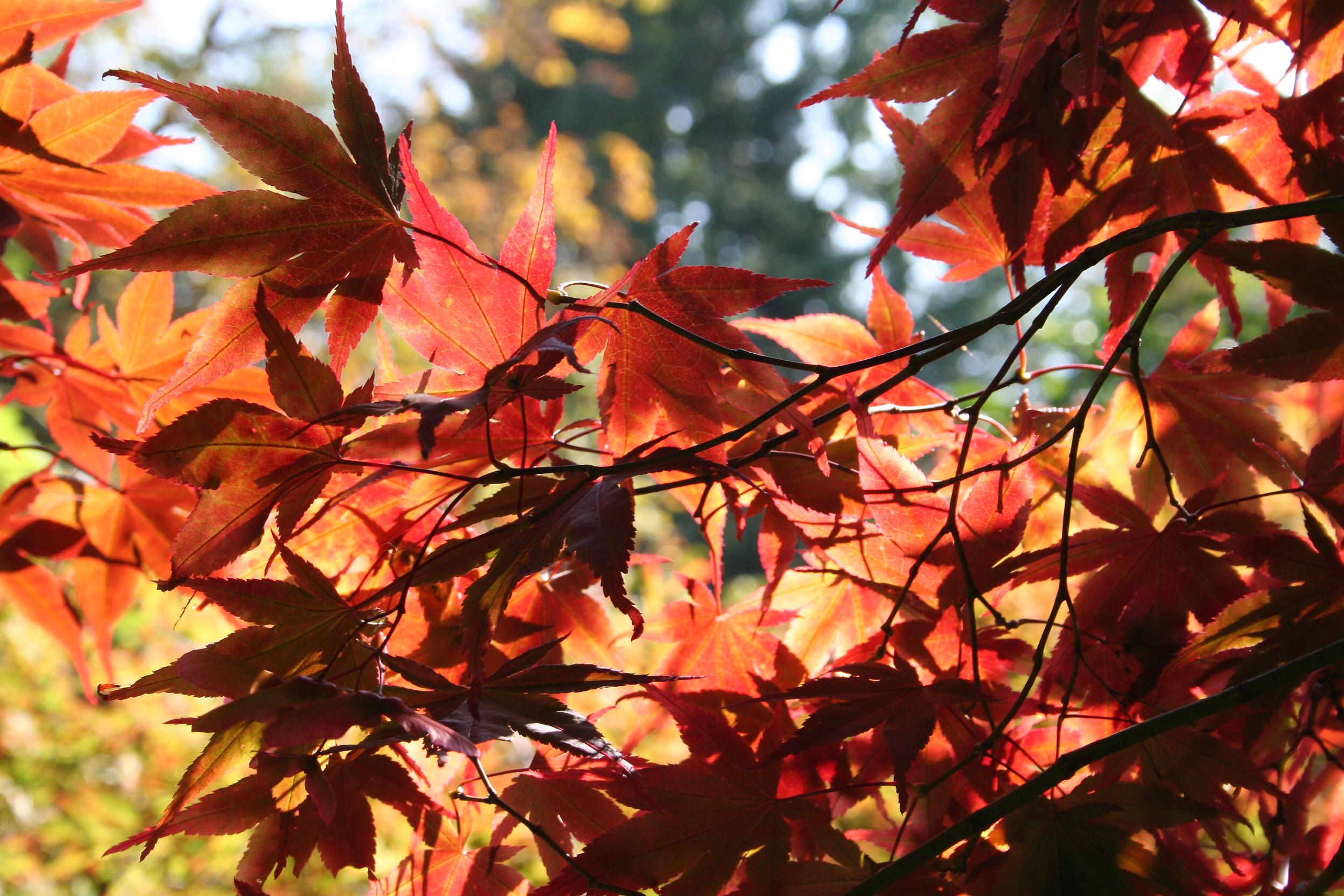 Beautiful red-orange leaves, on dark brown branches of a tree. 
