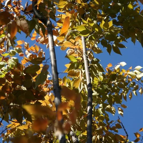 orange-olive foliage with gray branches
