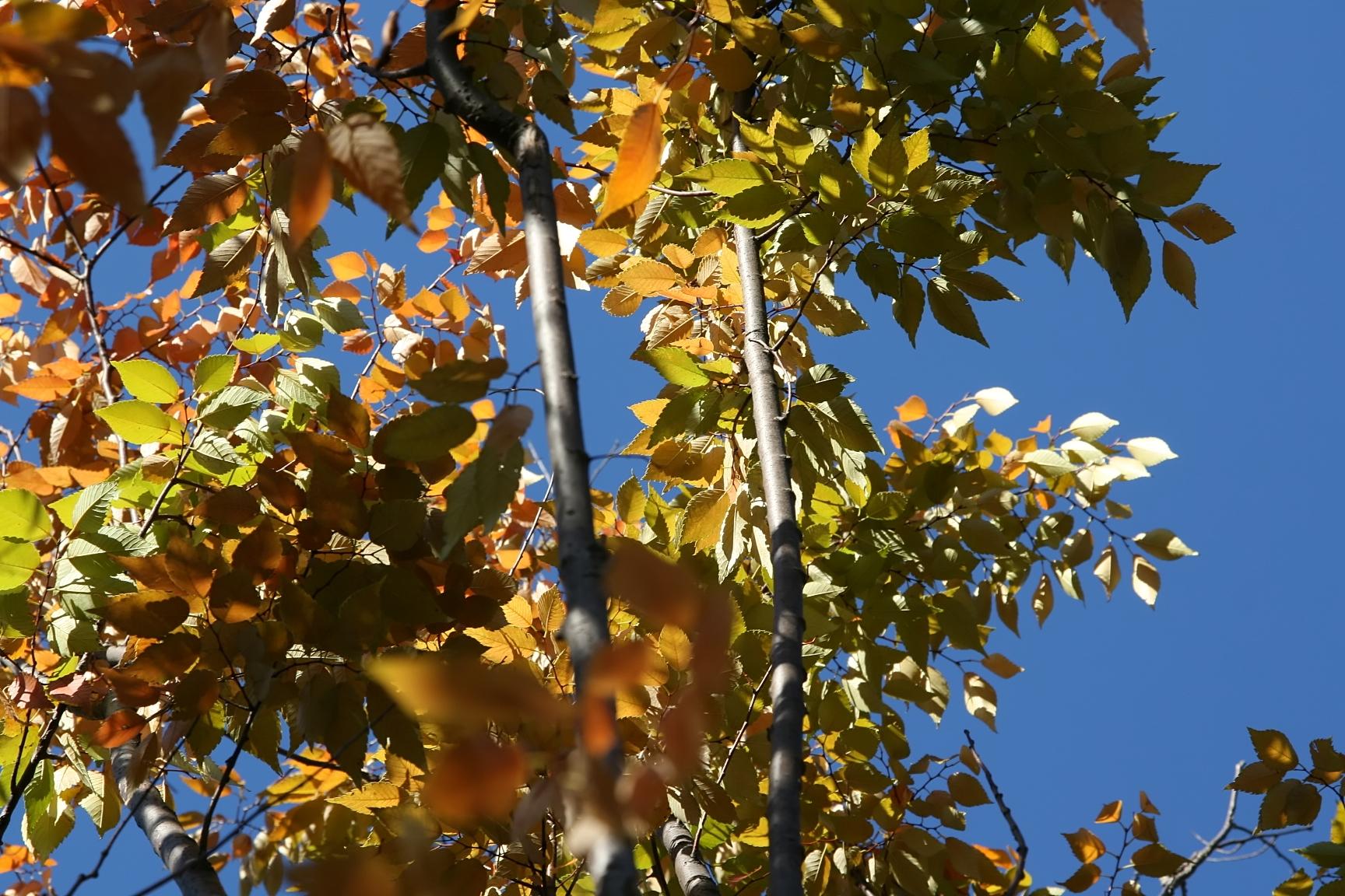 orange-olive foliage with gray branches
