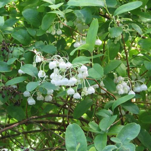 white flowers with white buds, green leaves, green stems and brown branches