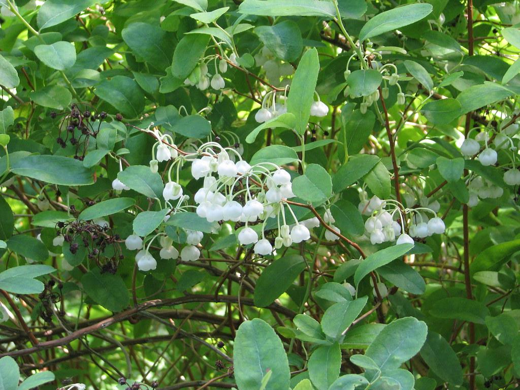 white flowers with white buds, green leaves, green stems and brown branches