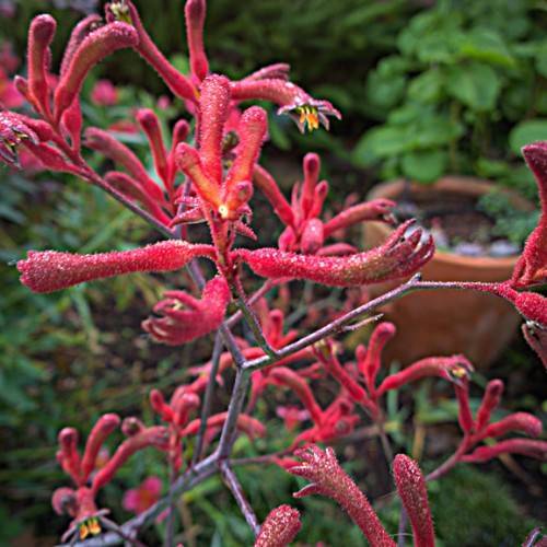 red flowers with purple stems