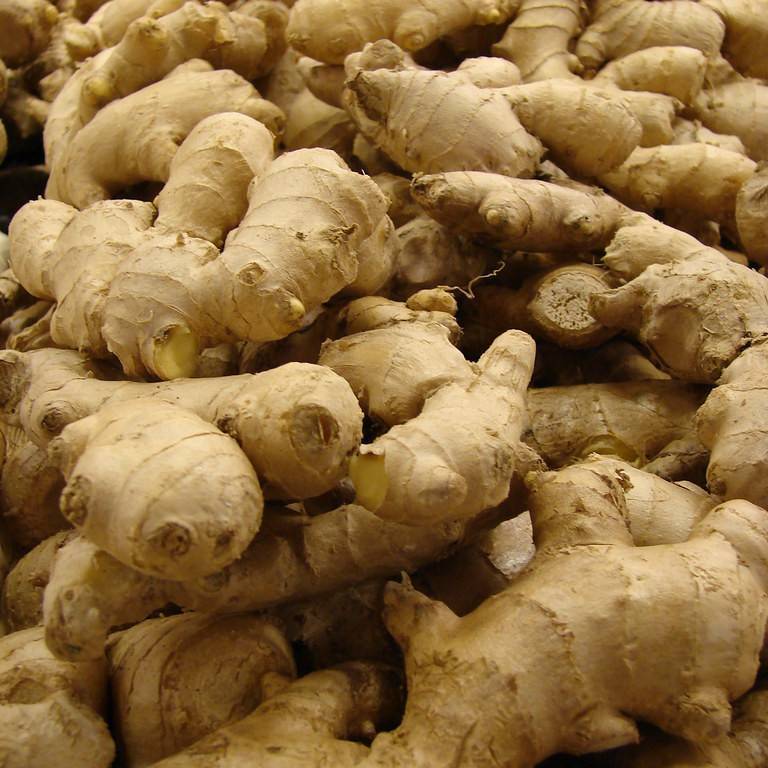 Common Ginger Image