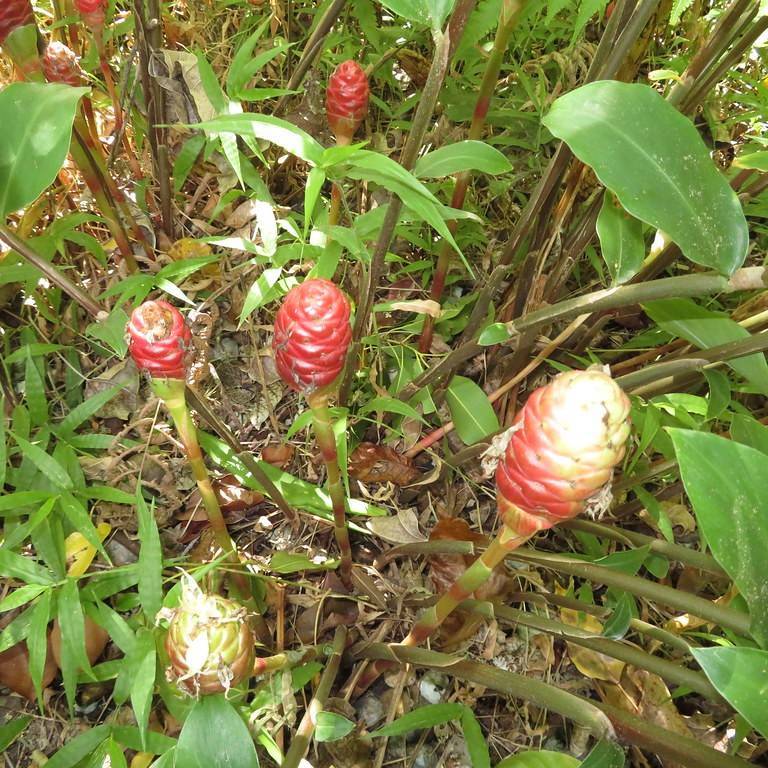 Zingiber Zerumbet Image