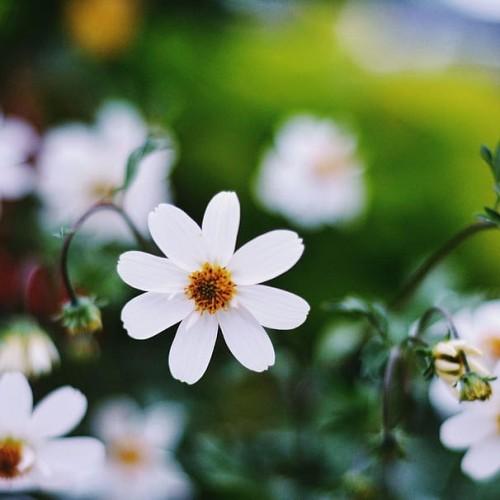 white flowers with orange-black center, green stems and leaves