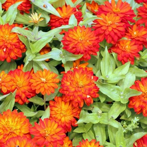 orange-red flowers with yellow center, lime-black fruits, lime leaves and stems
