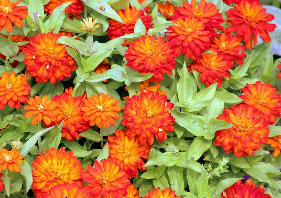 orange-red flowers with yellow center, lime-black fruits, lime leaves and stems