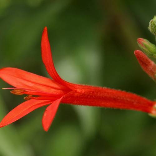 red flowers with red stamens, red-green buds and green foliage