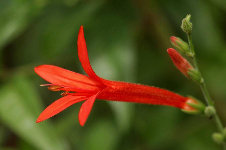 red flowers with red stamens, red-green buds and green foliage