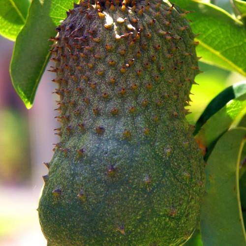 thorny green-red exterior fruit, lime-green midrib and green leaves.