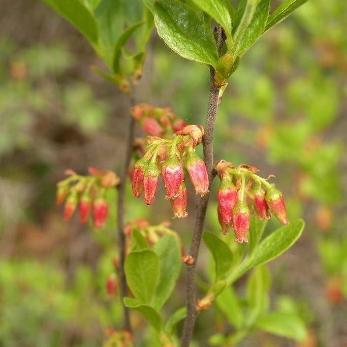 Black Huckleberry Image