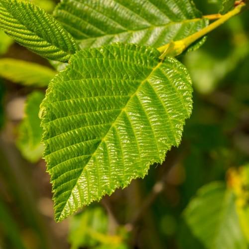 green foliage with yellow stems