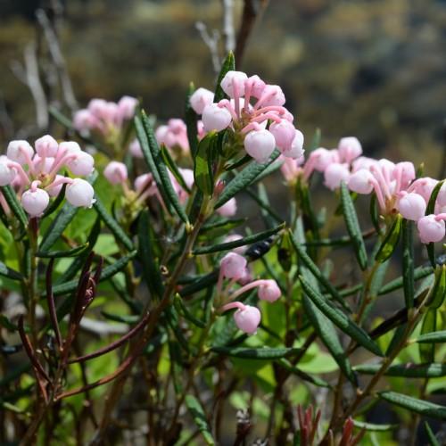 light-pink flowers with pink petioles, dark-green leaves and brown stems