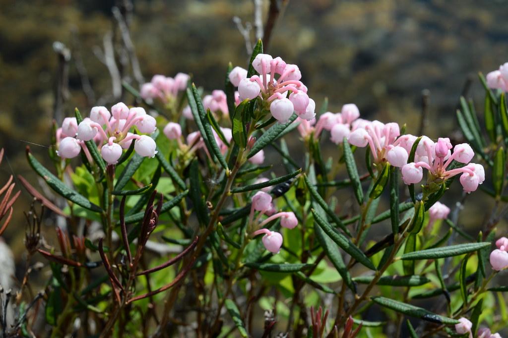 light-pink flowers with pink petioles, dark-green leaves and brown stems