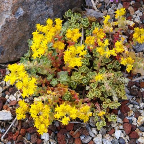 yellow flowers with lime-red leaves and beige stems