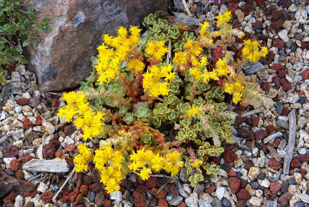 yellow flowers with lime-red leaves and beige stems