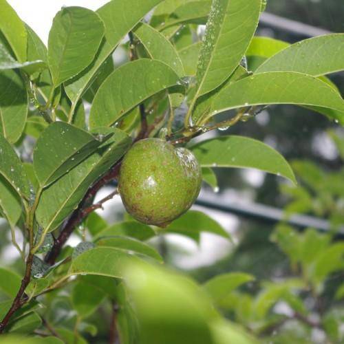 Brown branches with scaly skin green fruit on green leaves.