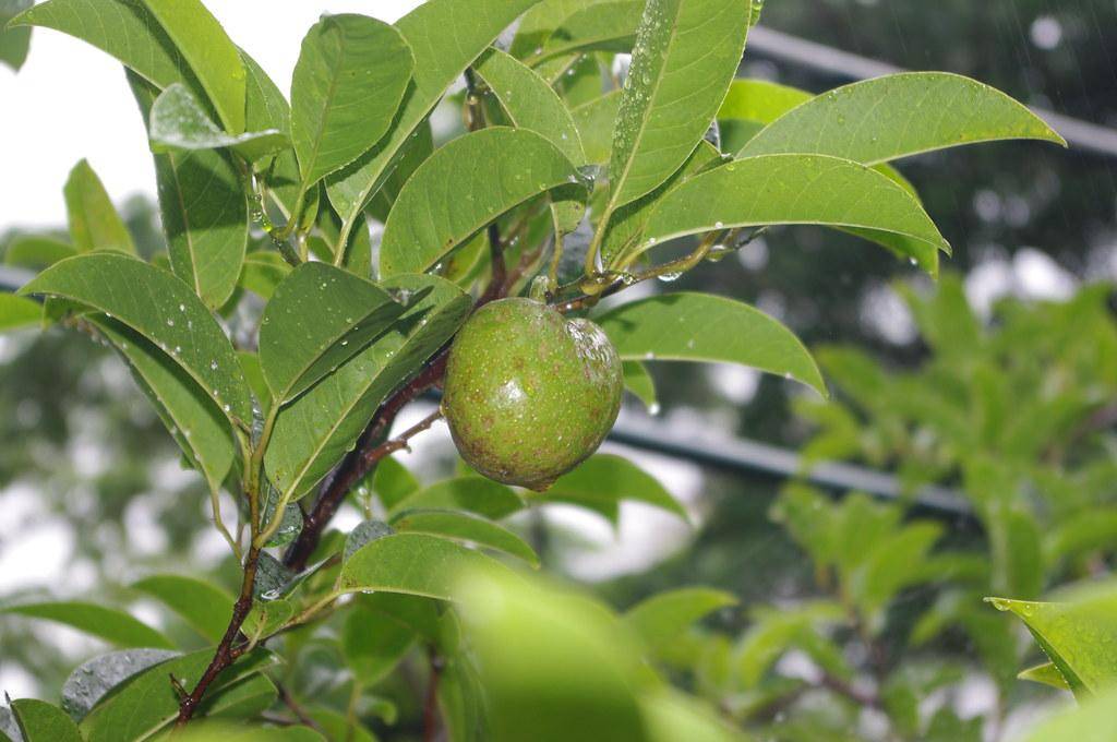 Brown branches with scaly skin green fruit on green leaves.