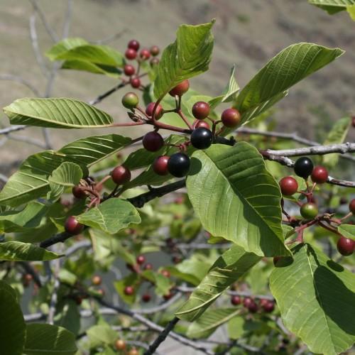 olive-green leaves with black-red fruits and gray branches