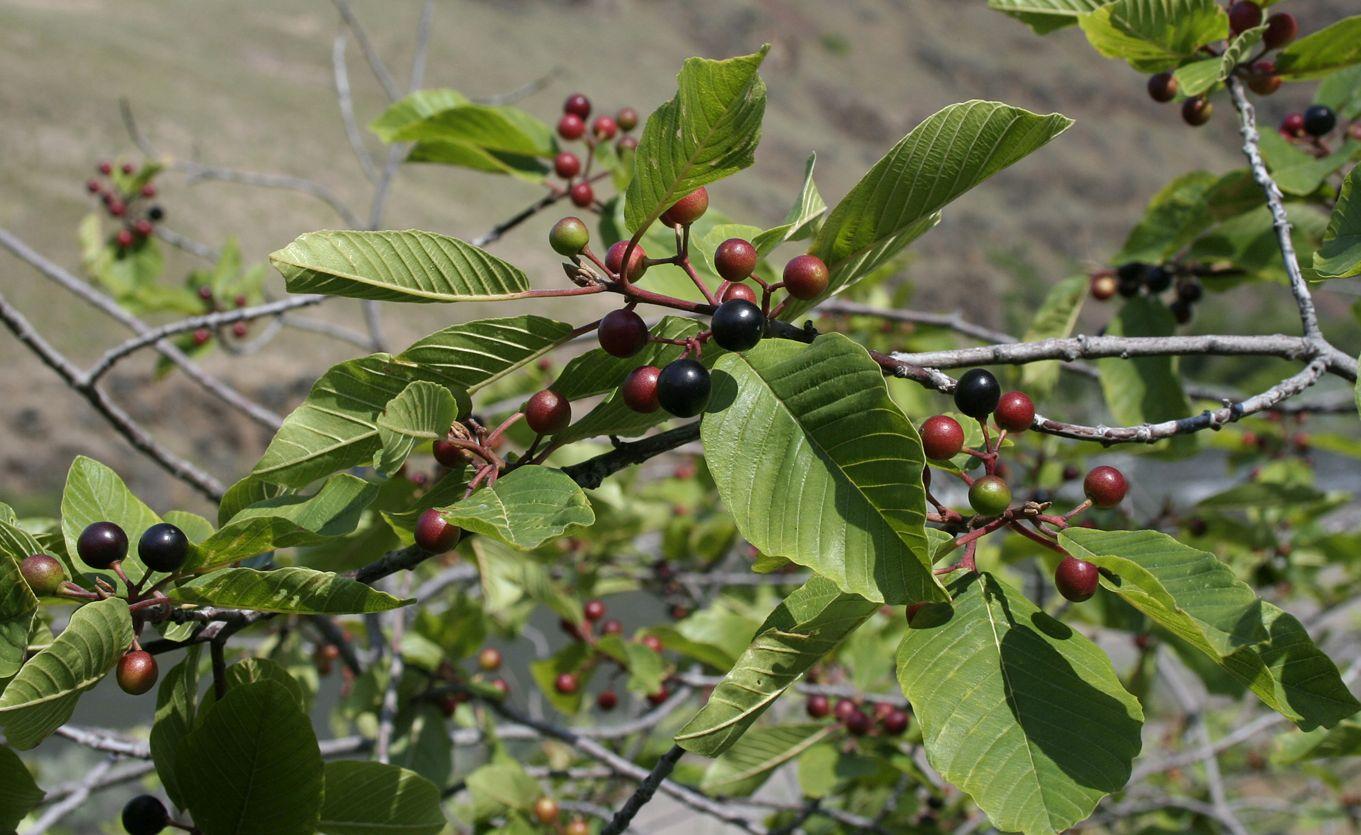olive-green leaves with black-red fruits and gray branches