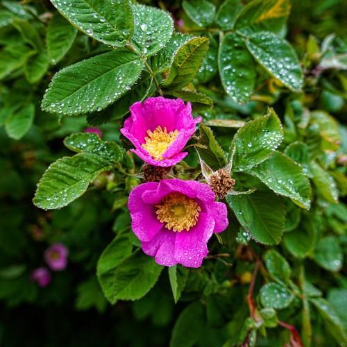purple-pink flowers with yellow center, brown buds, green-red stems and green leaves